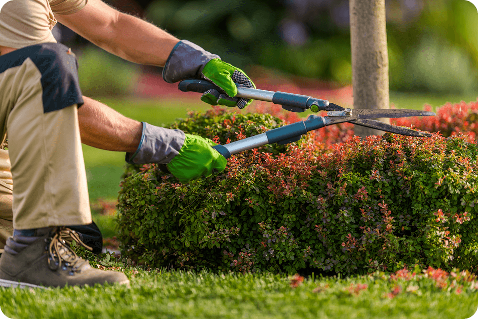 Descubre las ventajas de mantener tu jardín